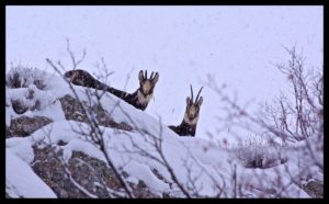 Chamois-Neige-dévoluy