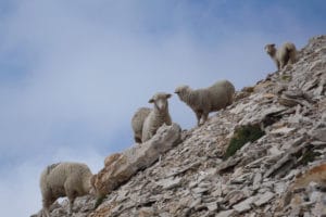 moutons-Bure